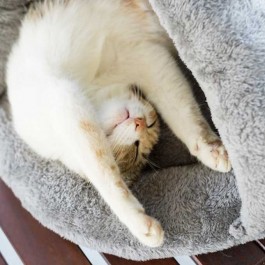 고양이가 좋아하는 완벽한 고양이 겨울집 조건 5