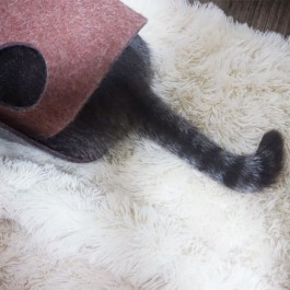 '놀겠다'는 강력한 의지의 고양이 꼬리