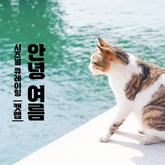 [시즈널 큐레이팅] 여름이면 고양이가 욕실로 들어가는 이유