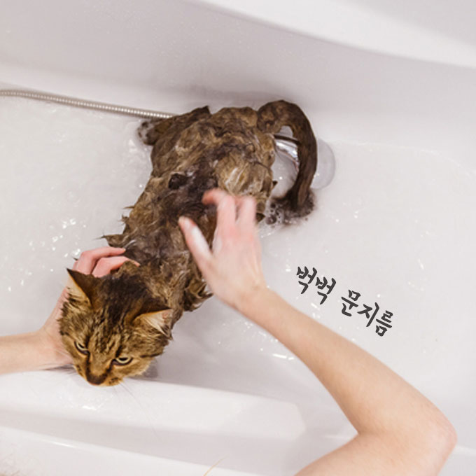모르면 평생 냥이 원망....고양이 목욕, '절대' 이렇게 시키면 안 된다