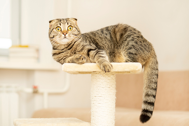 말하지 않아도 안다, 고양이가 눈빛으로 전하는 것 4