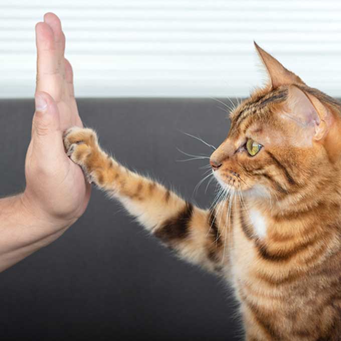 고양이를 가장 많이 키우는 나라 10곳, 그 이유는?