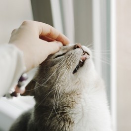 고양이를 매우 기분 좋게 하는 쓰담의 기술 5