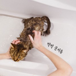 모르면 평생 냥이 원망....고양이 목욕, '절대' 이렇게 시키면 안 된다