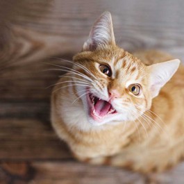 '여기요'라고 부르는 거임, 고양이가 집사한테 말 거는 행동 5