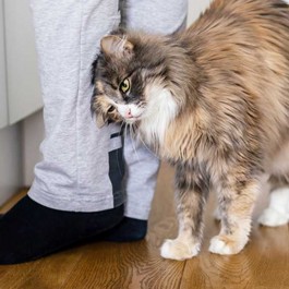 고양이가 나를 얼마나 사랑하는지 ‘과학적으로’ 알아보는 법 4