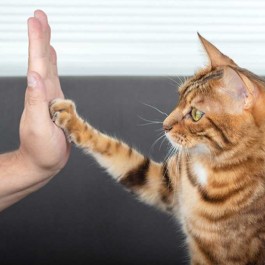 고양이를 가장 많이 키우는 나라 10곳, 그 이유는?