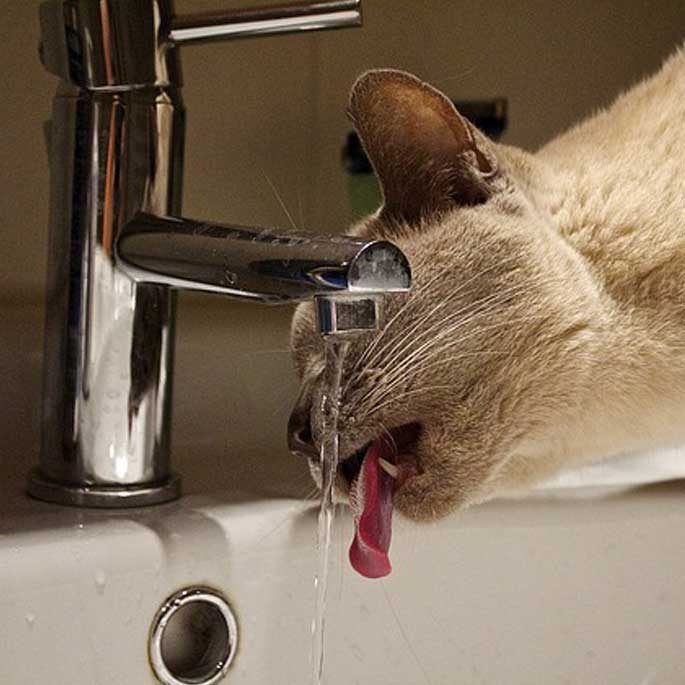 Q. 왜 고양이는 굳이 수도꼭지에서 떨어지는 물을 마시려 할까?