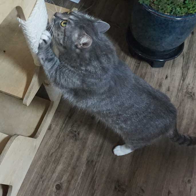 Q. '여기 쥔장 있음'이란 뜻, 고양이가 수시로 발톱 가는 뜻밖의 이유 3