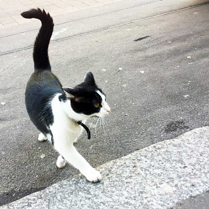 Q. 외출냥을 집냥이로 키우는 방법은 없을까?