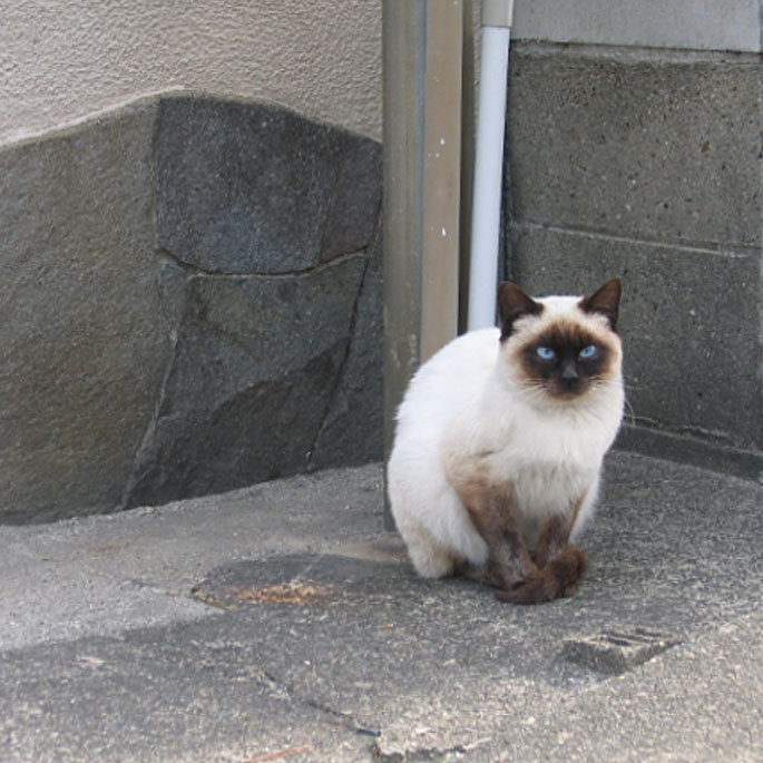 고양이를 외출냥 혹은 산책냥으로 키우지 않아도 되는 이유