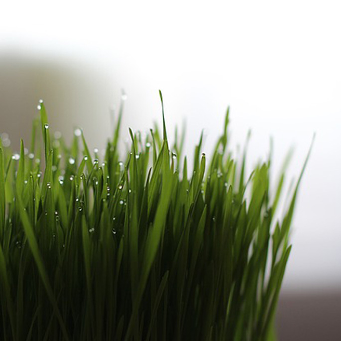 Q. 고양이 캣그라스, 얼마나 자주 줘야할까? 급여주기와 관리법(2025 업데이트)