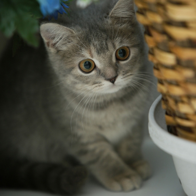 Q. 고양이가 귀엽게 보이는 과학적 이유 ...베이비스키마와 돌봄본능