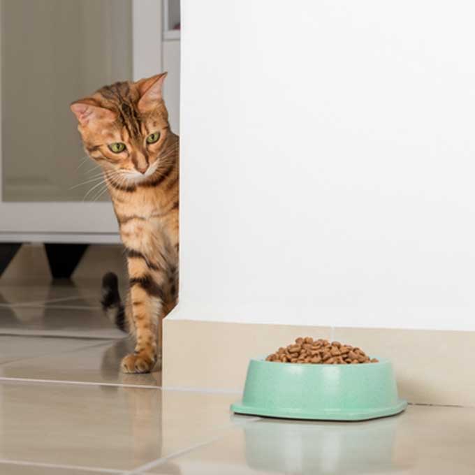 식욕저하? 환경변화? 고양이가 밥(사료)을 매번 남기는 이유 6