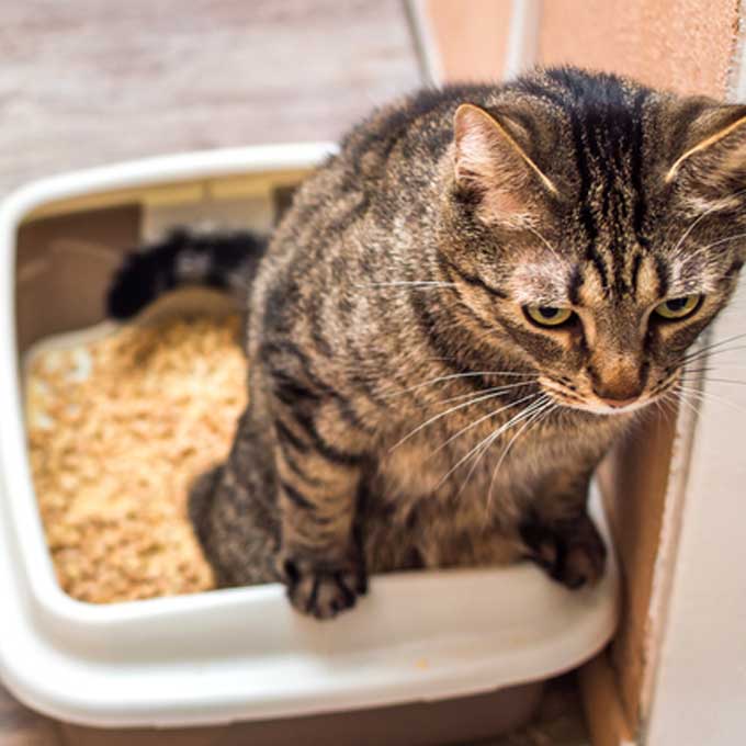 고양이가 화장실 가장자리(테두리)에 앞발 올리고 응가할 때 마음 4