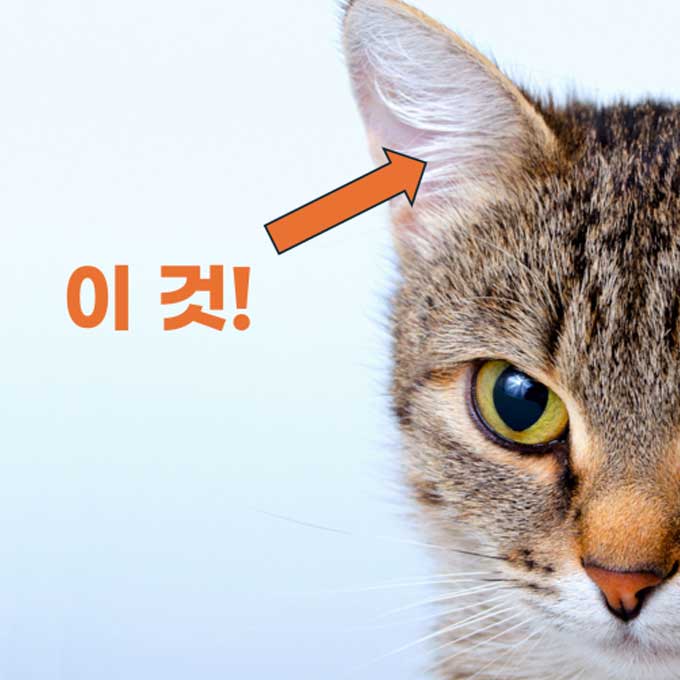 냥 얼굴을 돋보이게 하는 이 한뭉치 털, 진짜 이름과 역할 5