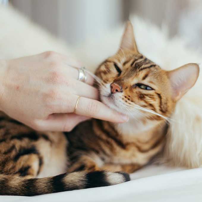 Q. 왜 고양이는 나이 들면 애교가 많아질까? 노령묘 행동 변화의 이유(2025년 업데이트)