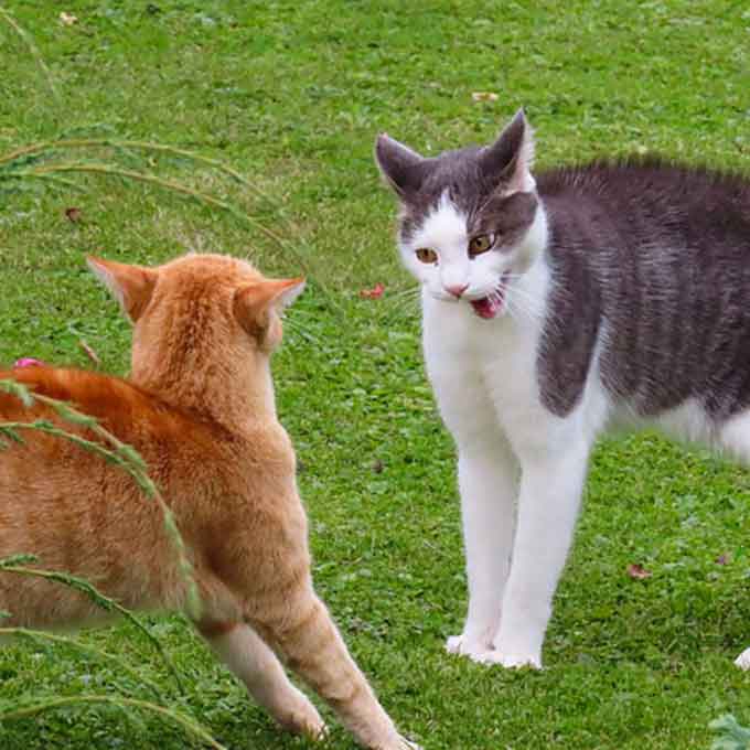 고양이들이 싸우기 전 일단 소리부터 지르는 진짜 이유 3