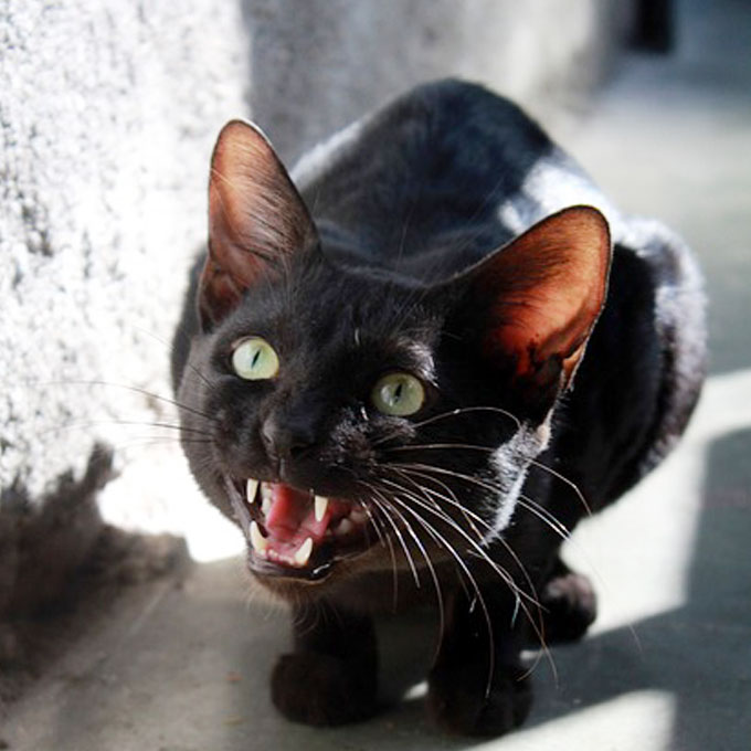 Q. 고양이가 뜨거운 음식을 먹지 못하는 이유는?