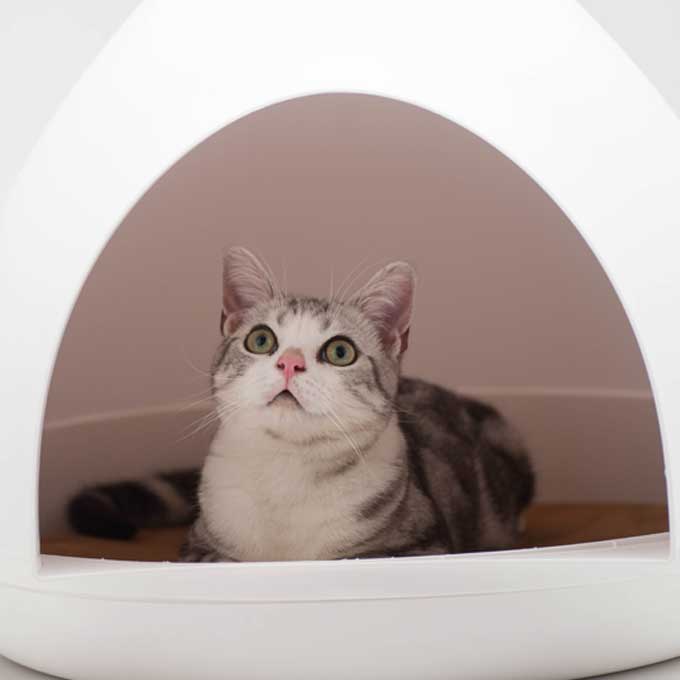 Q. 헐! 왜 거기서 자? 고양이가 화장실을 은신처로 인식할 때 마음 4