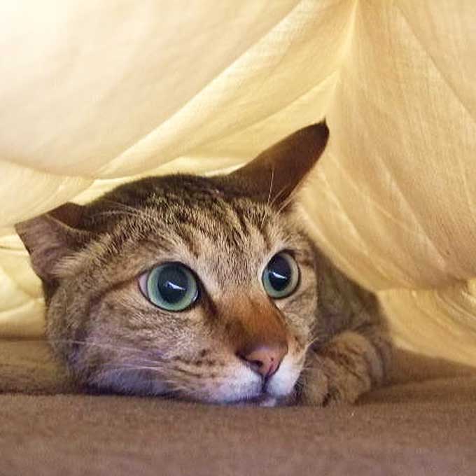 Q. 고양이가 집사와 함께 자고 싶어하는 이유 3