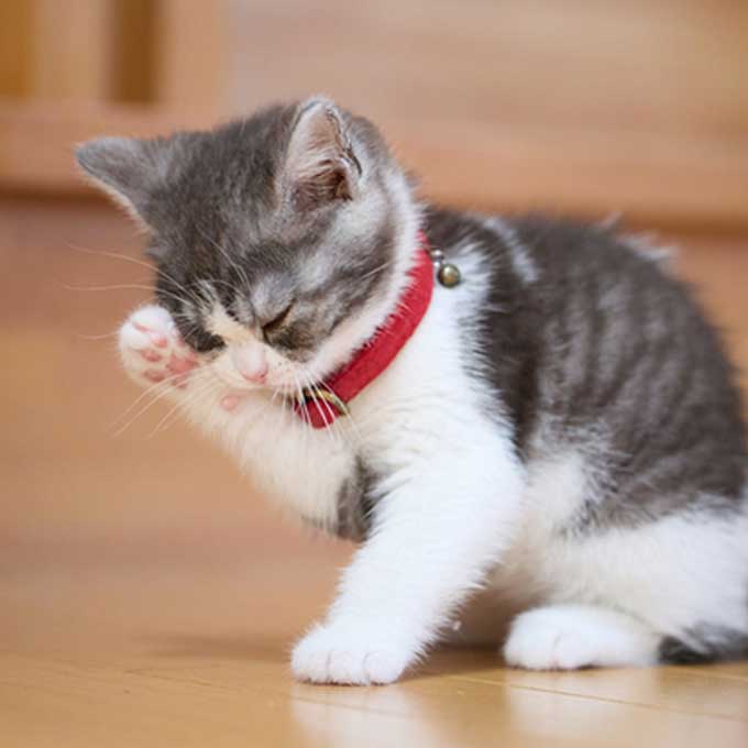 위생과 청결만은 아니니, 고양이 그루밍이 해내는 것 5