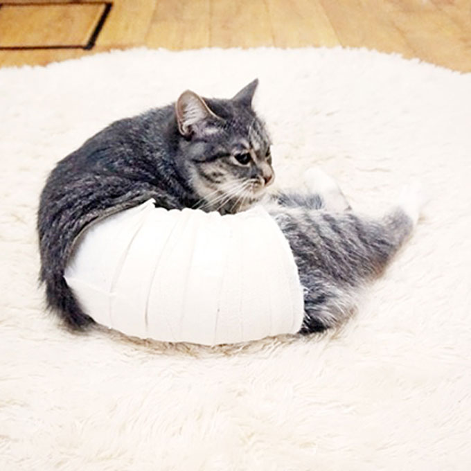 고양이, 중성화 수술 후 성정체성 혼란 겪을까? 과연 사실일까?