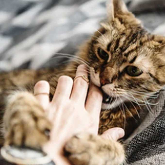 아파서일 수도, 쓰다듬어주려는 집사를 고양이가 위협할 때 마음 4