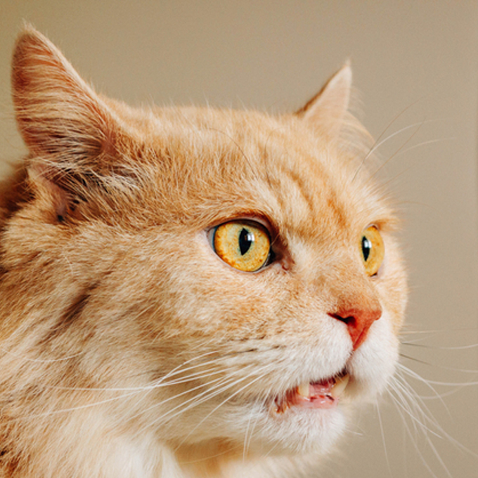 고린내 작렬…왜 고양이는 다른 냥 엉덩이, 집사 발냄새를 진심으로 맡을까?