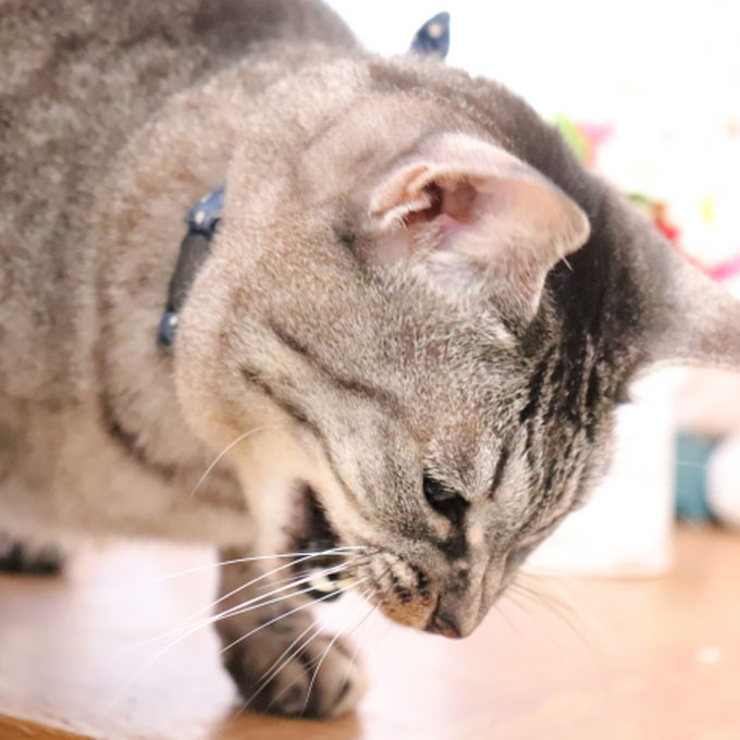 고양이가 구토할 때 뭐라도 받쳐주면 죽어라 피하는 이유 4