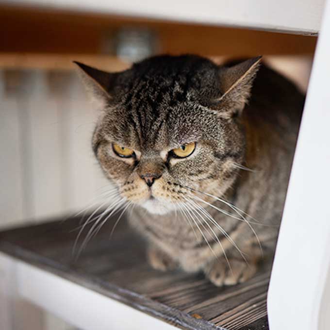 귀여운 고양이가 화내는 이유 5