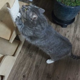 Q. '여기 쥔장 있음'이란 뜻, 고양이가 수시로 발톱 가는 뜻밖의 이유 3