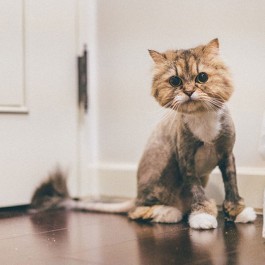 Q. 고양이가 엉덩이를 바닥에 질질 끄는 이유는?