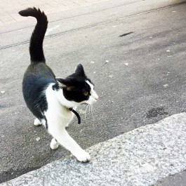 Q. 외출냥을 집냥이로 키우는 방법은 없을까?