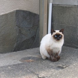 고양이를 외출냥 혹은 산책냥으로 키우지 않아도 되는 이유