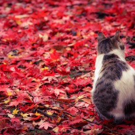Q. 흐릿한 색으로 채워진 세상, 고양이는 얼마나 색을 구분할 수 있을까?