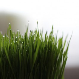 Q. 고양이 캣그라스, 얼마나 자주 줘야할까? 급여주기와 관리법(2025 업데이트)