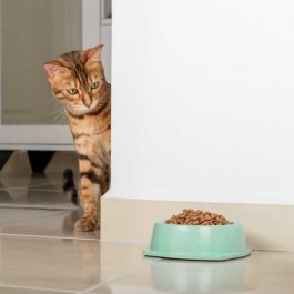 식욕저하? 환경변화? 고양이가 밥(사료)을 매번 남기는 이유 6