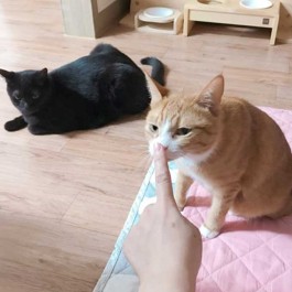 Q. 킁킁~, 고양이가 집사 냄새를 맡을 때 심리 5