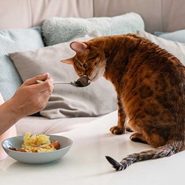 왜 고양이는 인간 음식은 냄새만 맡고 안 먹을까?