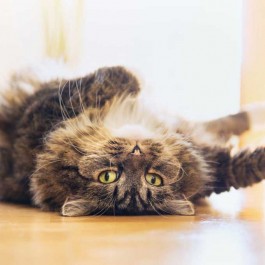 고양이가 ‘쿵’하며 갑자기 바닥에 누울 때(쓰러질 때) 마음 4