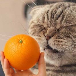 고기 썩은 냄새라고? 고양이가 오렌지 향을 죽도록 싫어하는 이유 둘