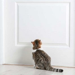 Q. 고양이를 가두면 '절대' 안 되는 이유 4