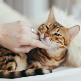 Q. 왜 고양이는 나이 들면 애교가 많아질까? 노령묘 행동 변화의 이유(2025년 업데이트)