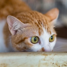 길고양이가 집 생활에 익숙해지는 데까지, 필요한 평균 일수는?