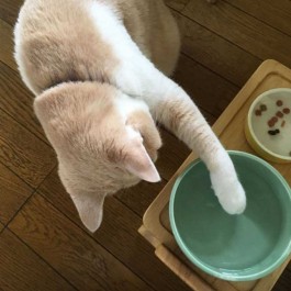 Q. 물이 싫어서? NO 고양이가 목욕을 싫어하는 진짜 이유