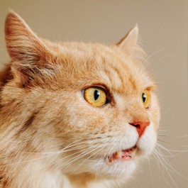 고린내 작렬…왜 고양이는 다른 냥 엉덩이, 집사 발냄새를 진심으로 맡을까?