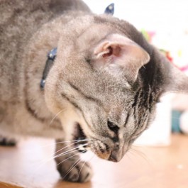 고양이가 구토할 때 뭐라도 받쳐주면 죽어라 피하는 이유 4