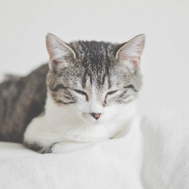 Q. 당신의 고양이가 식빵자세를 자주 하는 이유는?...완벽한 행복 시그널(2025년 업그레이드)