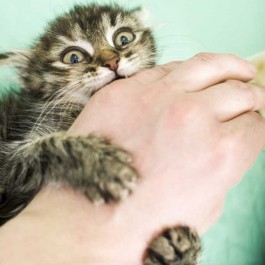 '이제 그만 쓰다듬어도 돼'라고 고양이가 집사에게 보내는 신호 7